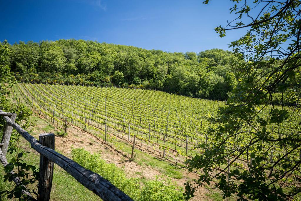 Le Cetinelle Casa de hóspedes Greve in Chianti Exterior foto